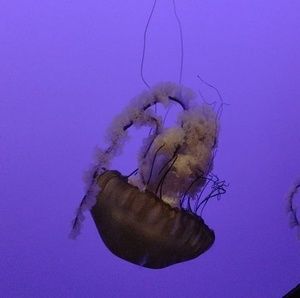 Meet your Posher, Karrie